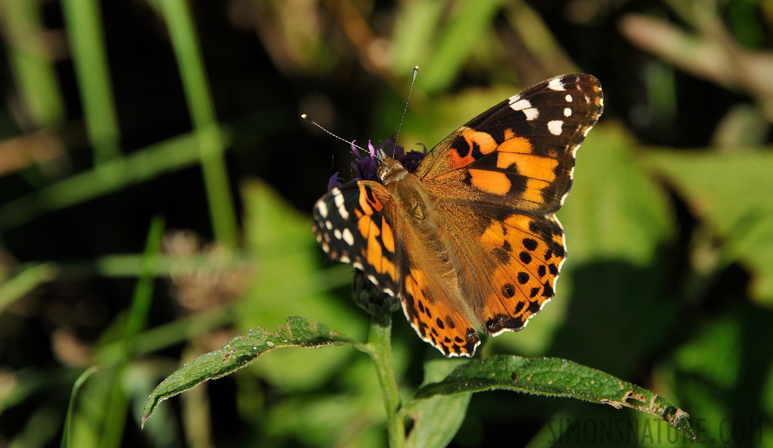 Vanessa cardui [300 mm, 1/2000 Sek. bei f / 8.0, ISO 1000]